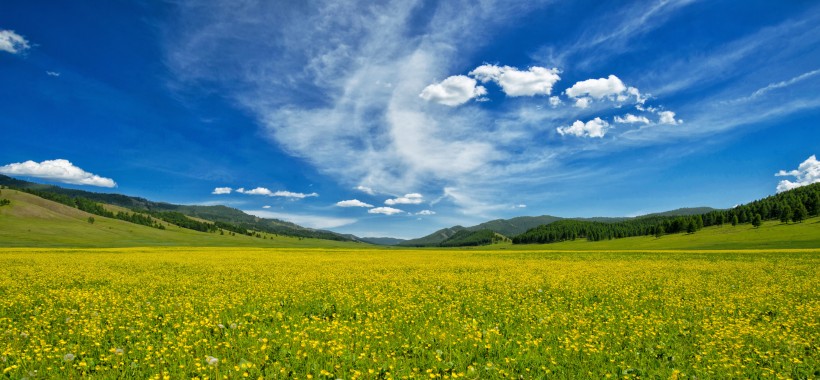 内蒙古草原上的野花图片