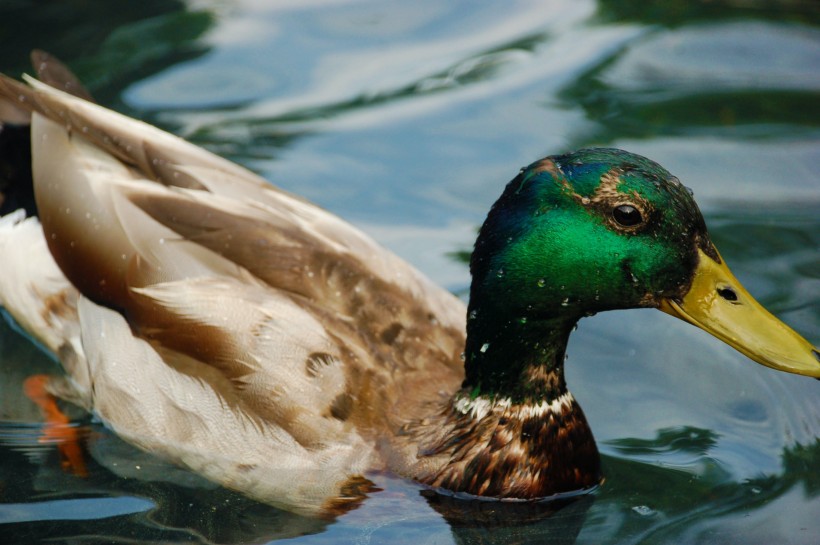 水中游来游去的绿头鸭图片