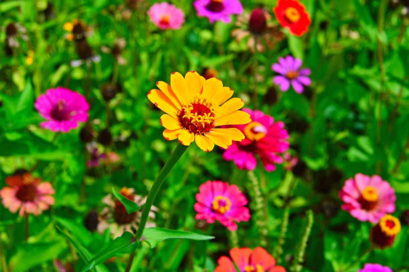 色彩缤纷的野生雏菊花图片