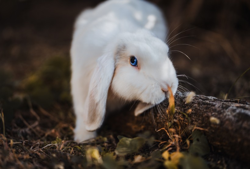 毛绒绒的兔子图片