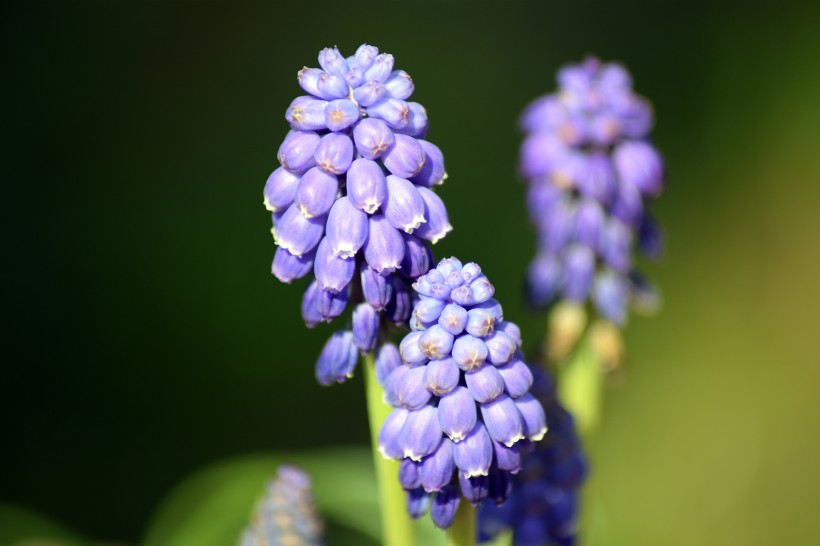 紫蓝色的葡萄风信子图片