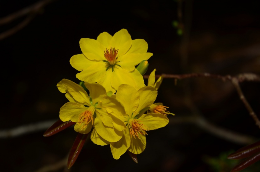 花团锦簇的金莲木图片