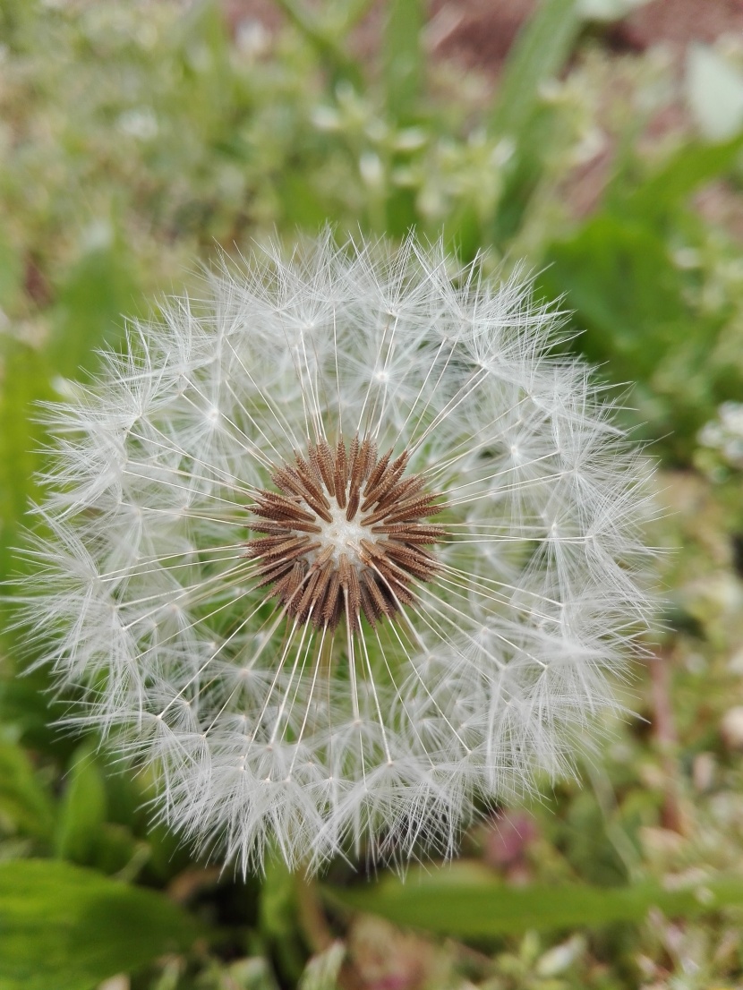 成熟的白色绒球蒲公英图片