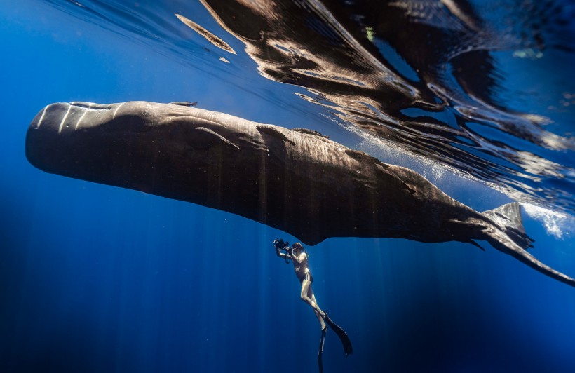 深海里的鲸鱼图片