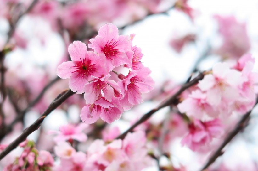 粉嫩俏丽的樱花图片