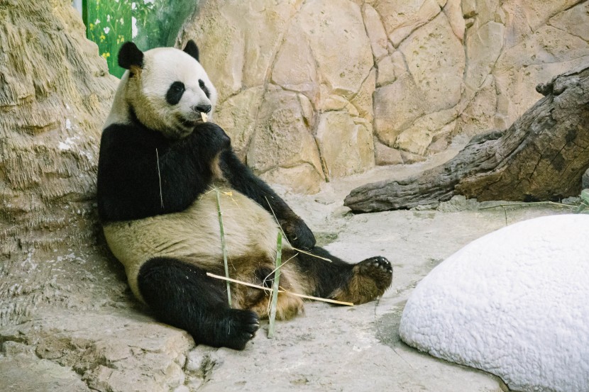 动物园里的国宝大熊猫图片