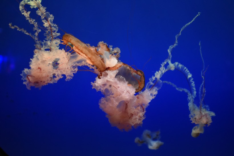 海洋中自由飘荡的水母图片