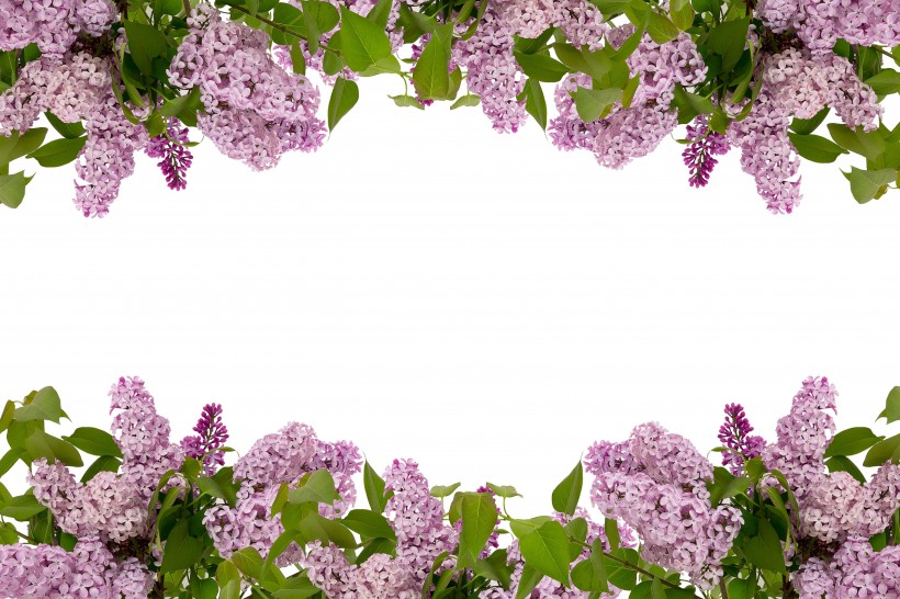 浓烈绽放的紫色丁香花图片