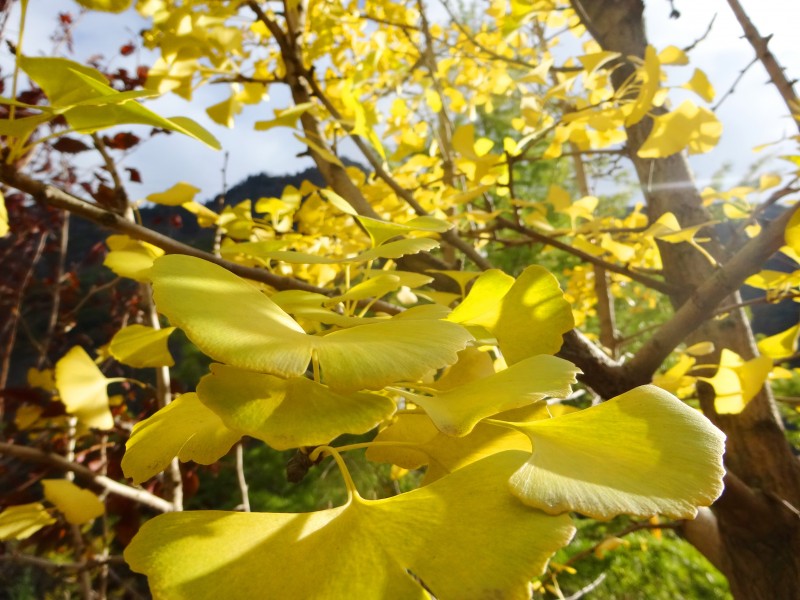秋天唯美的金色银杏树叶图片