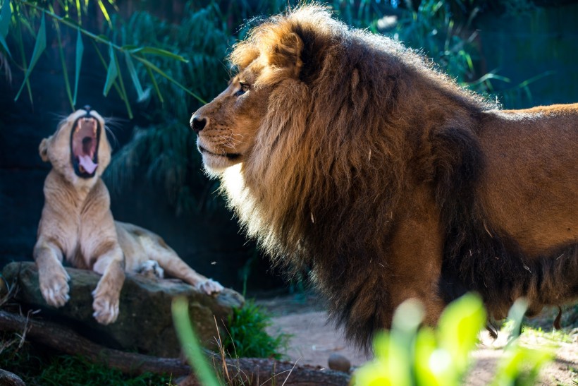 动物界中的王者雄壮的狮子图片