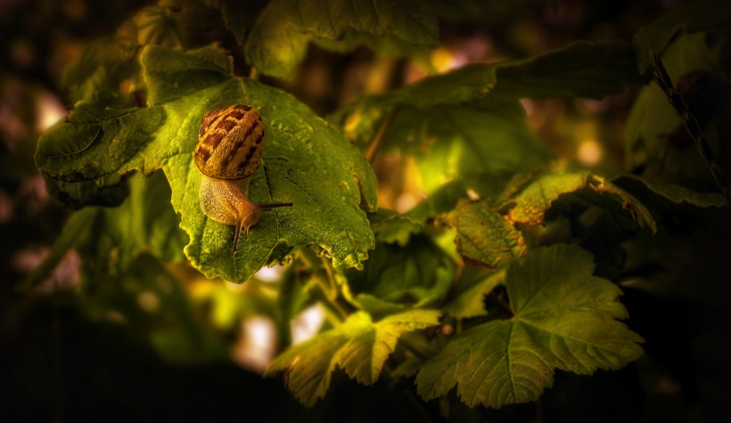 树叶上的蜗牛图片