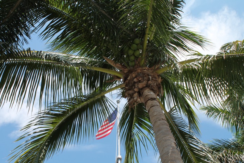 蓝天下的椰子树图片