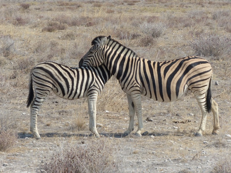 南非草原上的斑马图片