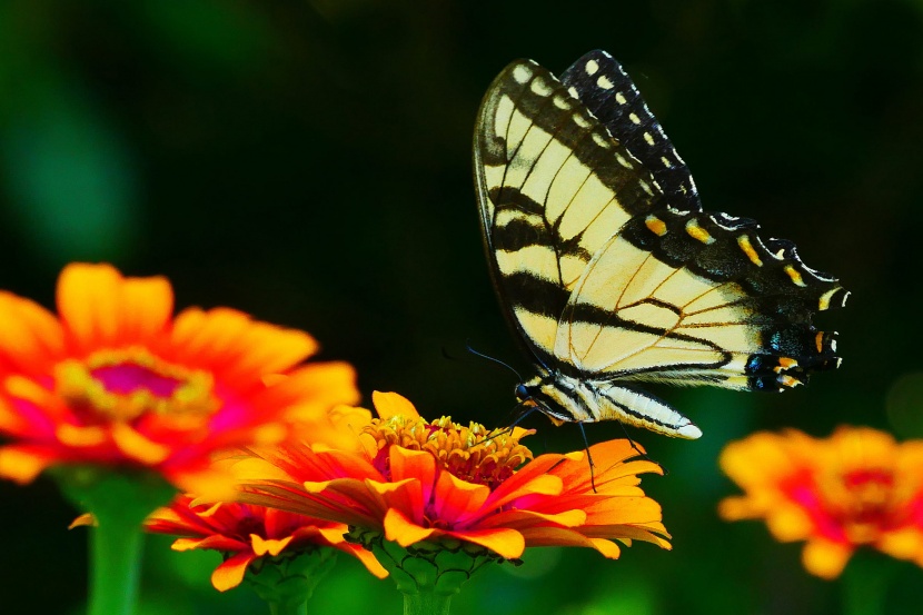 虎状斑纹的北美大黄凤蝶图片