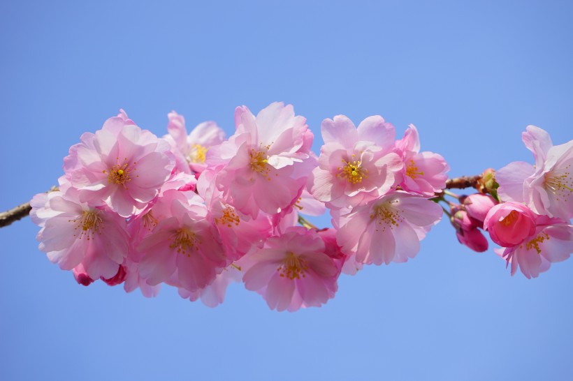 粉嫩娇俏的樱花图片
