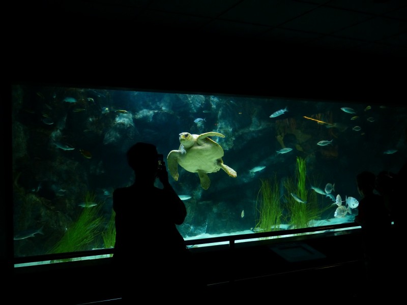 水族馆水生动物图片