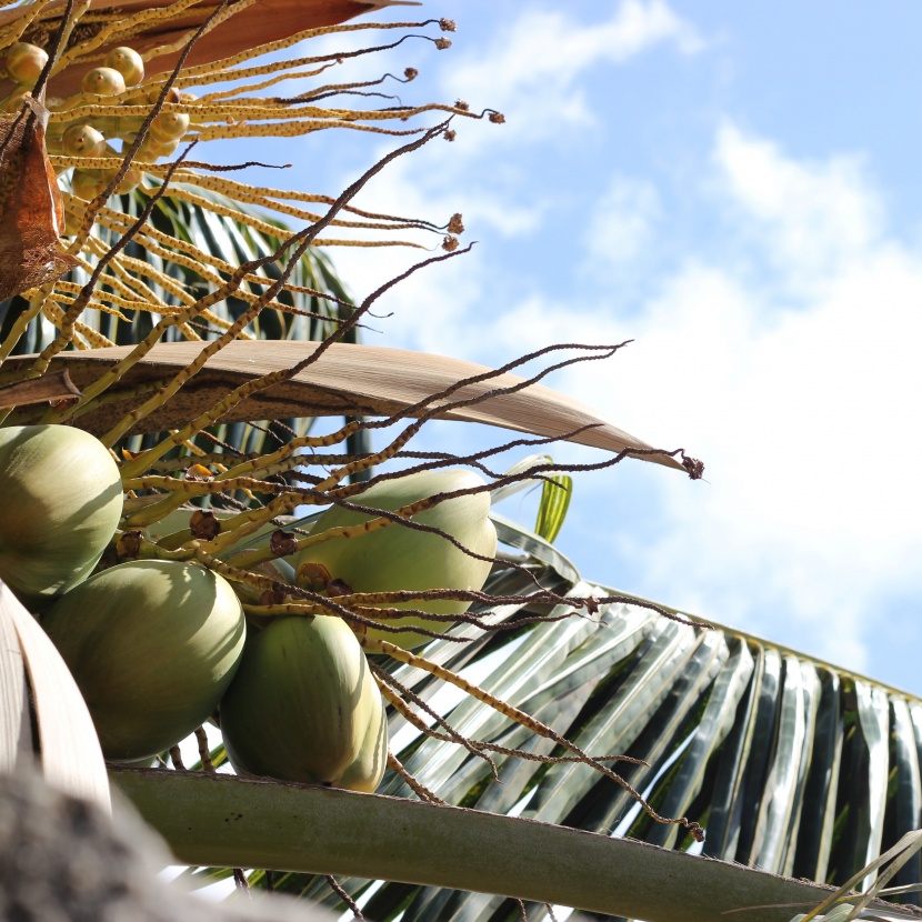 高大的椰子树图片