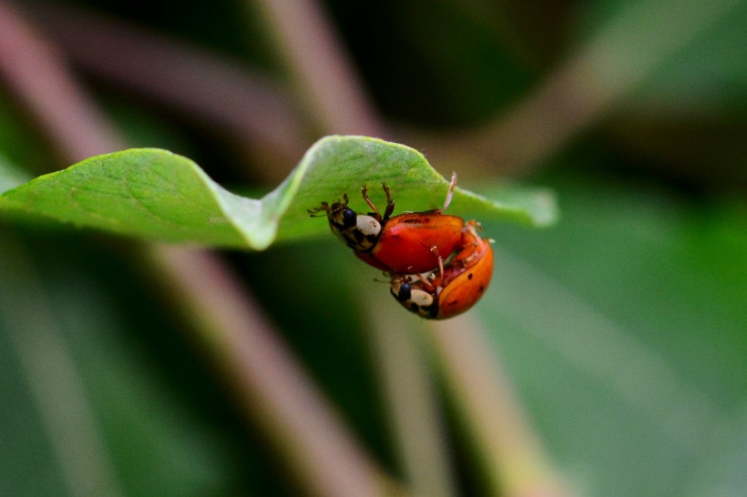 可爱的瓢虫微距摄影图片