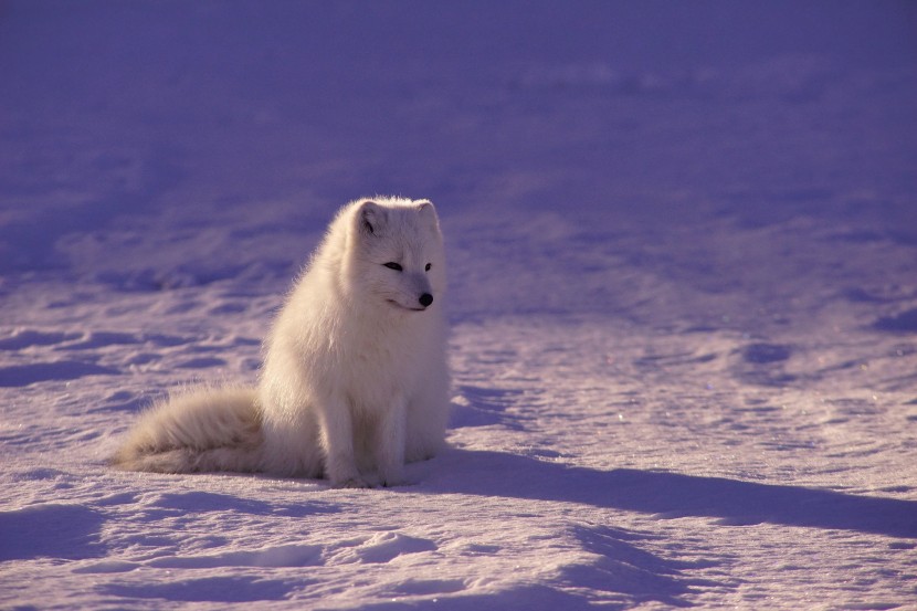 身姿矫健的北极狼图片