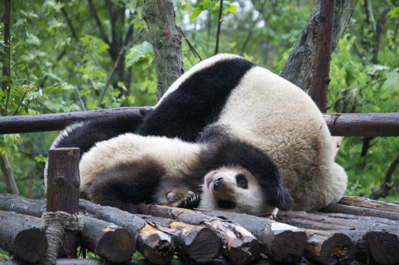 超萌超可爱的大熊猫图片