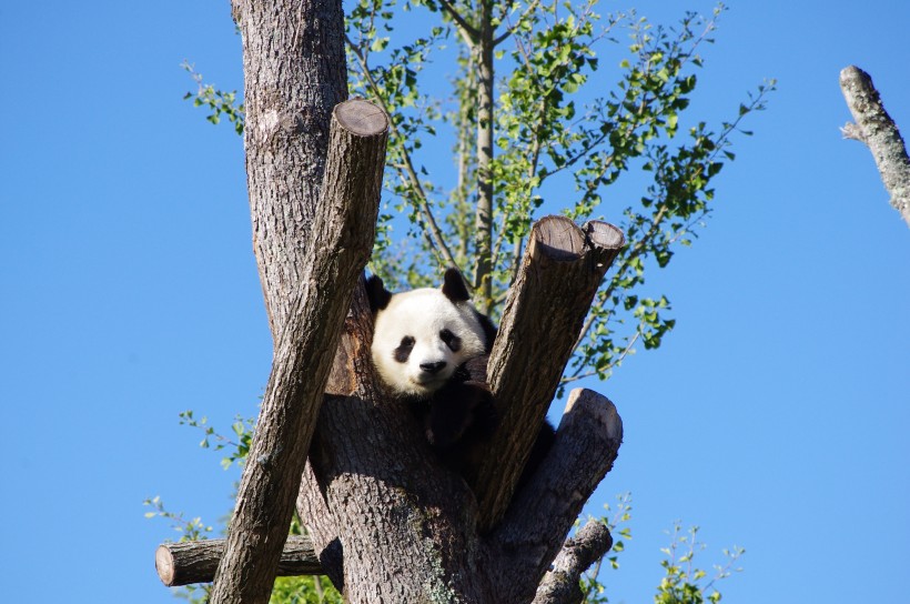 超萌超可爱的大熊猫图片