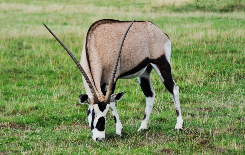 非洲草原上的羚羊图片