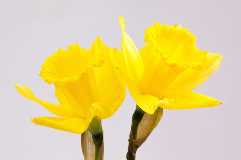 白色和黄色的水仙花图片