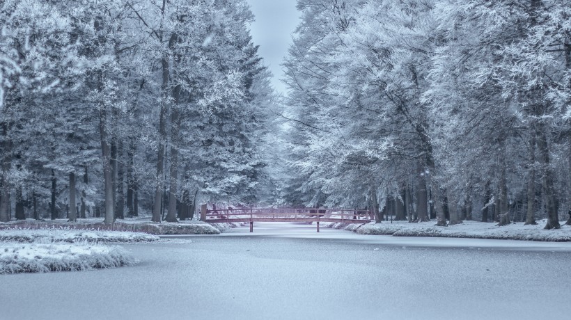 大雪覆盖的树木图片