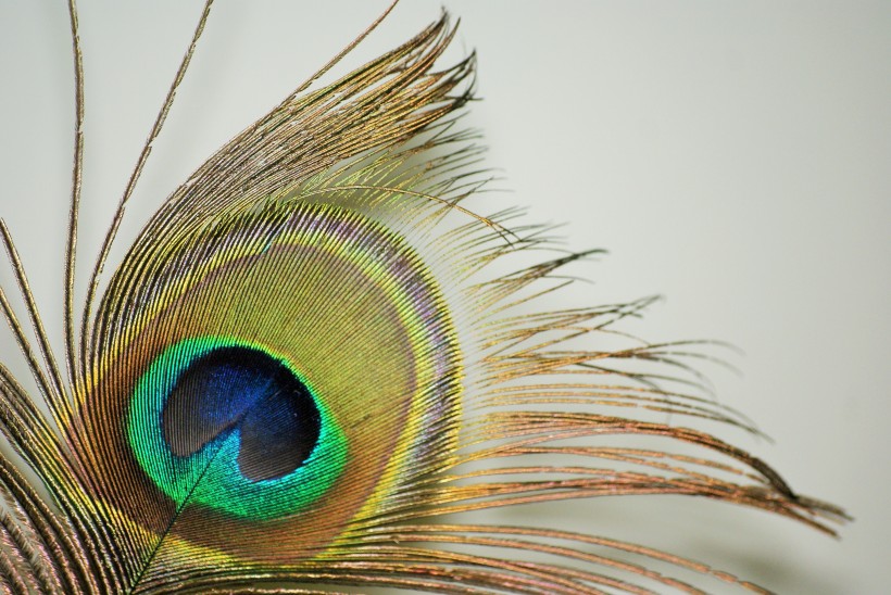 光鲜的孔雀羽毛图片