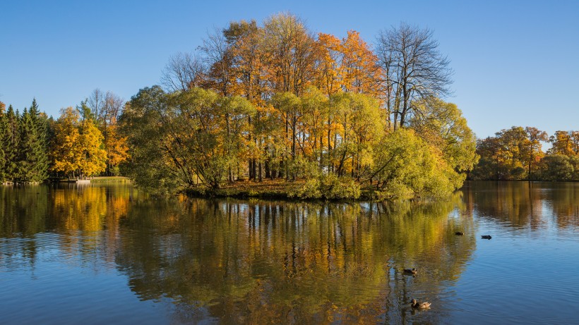 秋季金黄的树木风景图片