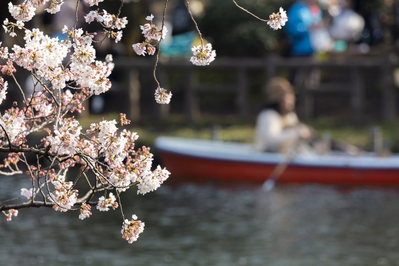 美丽的日本樱花图片