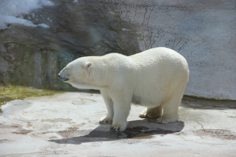 憨厚老实的北极熊图片