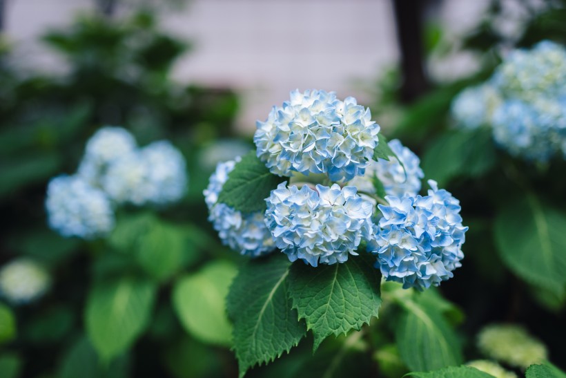 蓝色的八仙花图片
