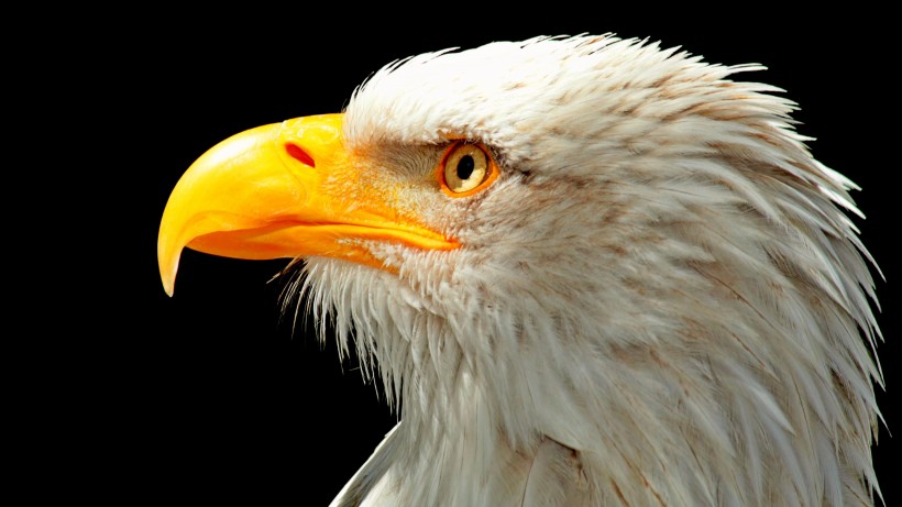 白头鹰（白头海雕）头部特写图片