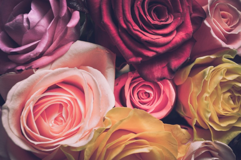 一束漂亮浪漫的玫瑰花图片
