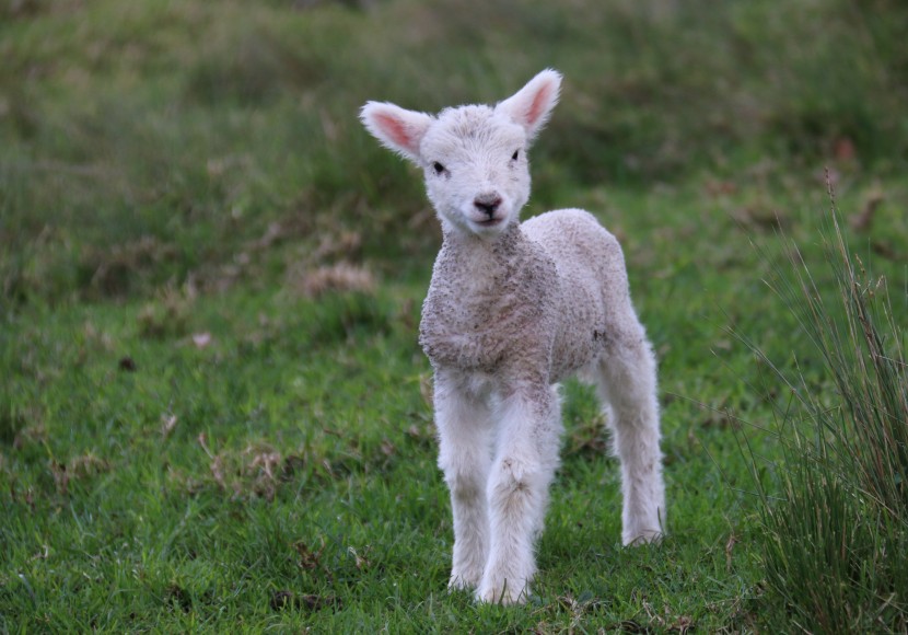 可爱温顺的羊羔图片
