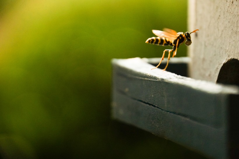 攻击性强的黄蜂图片