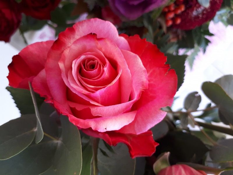 娇美的粉色玫瑰花图片