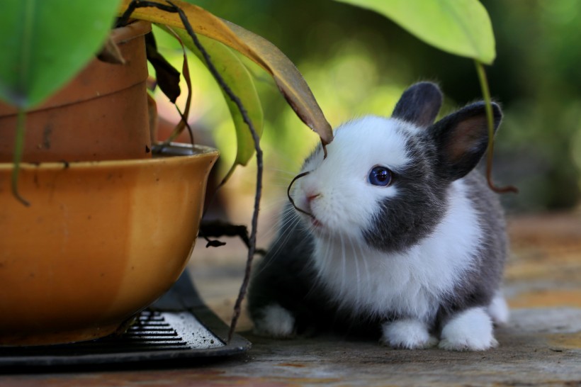 调皮可爱的兔子图片