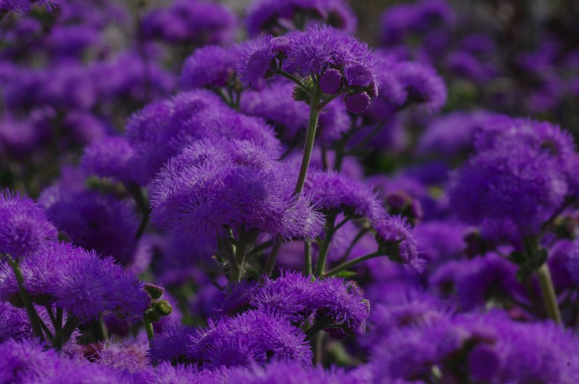 淡紫色的藿香蓟图片