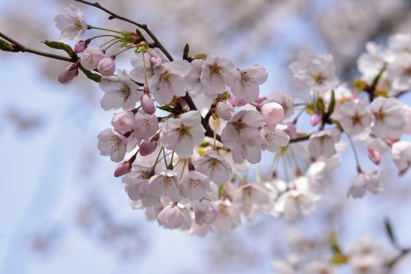 生机勃勃灿烂盛开的樱花图片