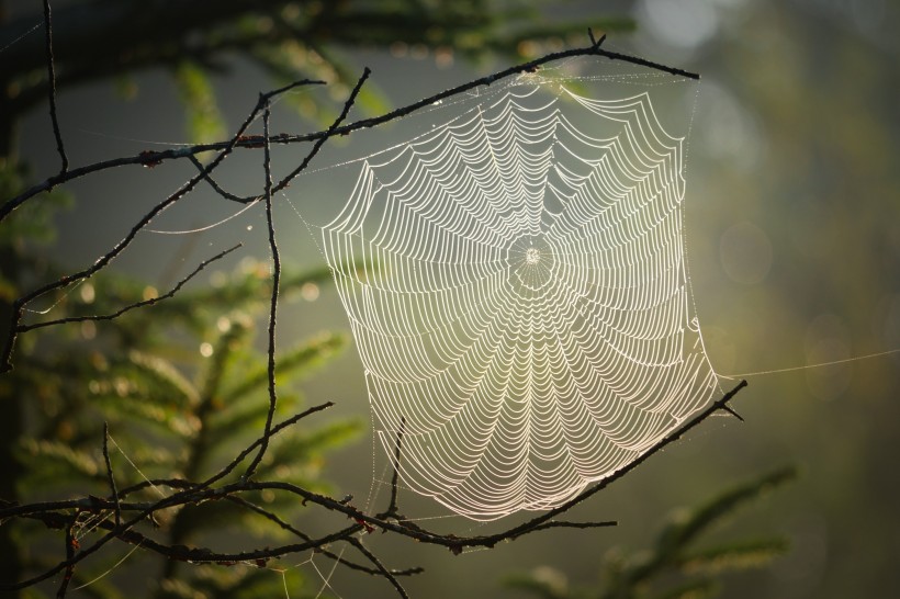 银光闪闪的蜘蛛网图片