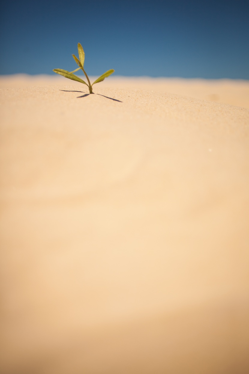 沙漠中的一颗小草图片