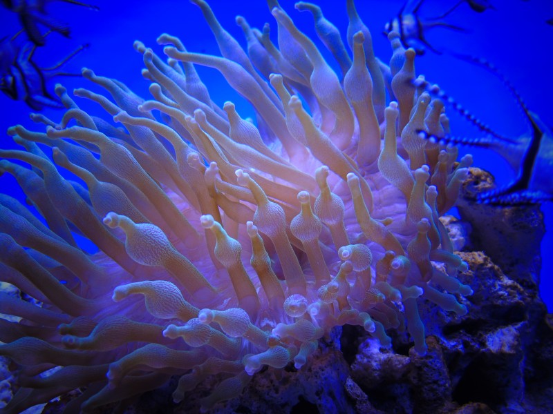 色彩斑斓的海葵图片