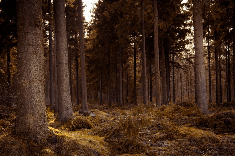 森林里笔直生长的树木图片