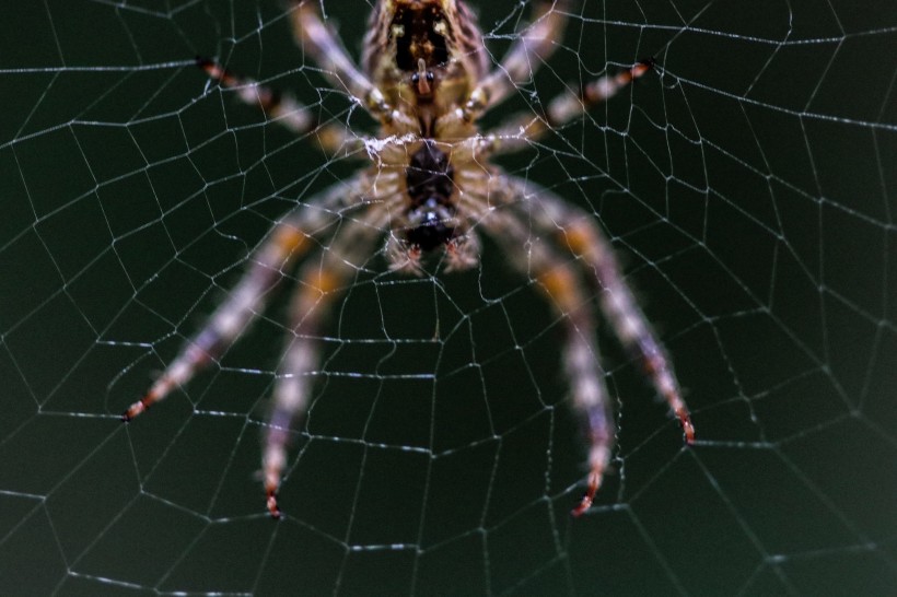 在蜘蛛网上趴着的蜘蛛图片