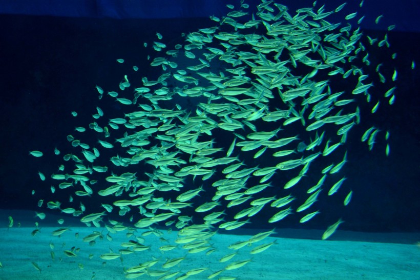 海底数量庞大的鱼群图片