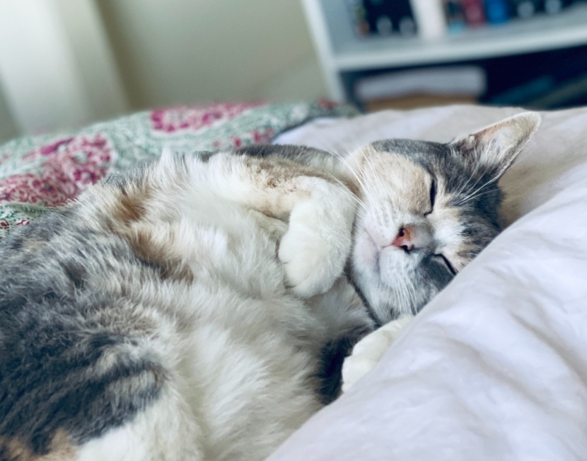 酣睡的可爱猫咪图片