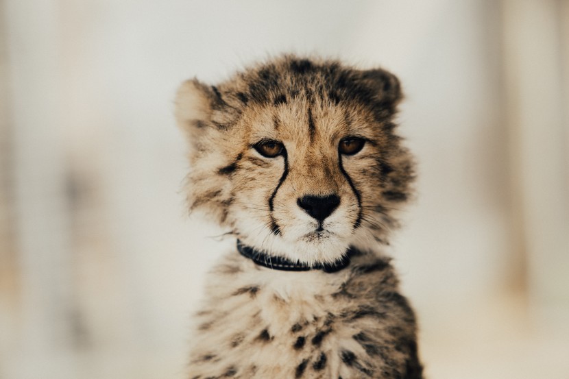 可爱的猎豹幼崽图片