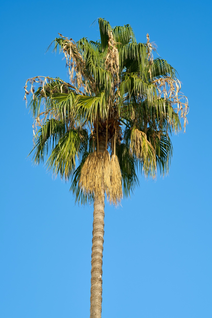 热带椰子树图片